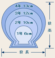 産卵後からの満年齢