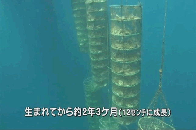 Chapter8 丸篭成貝 | 青森県ほたて流通振興協会