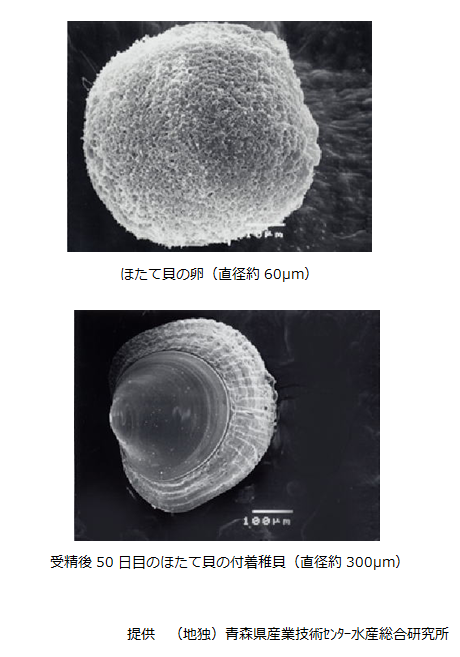 ほたて貝には生まれつき貝殻があるのか 青森県ほたて流通振興協会